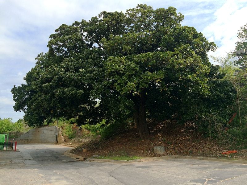 A magnolia tree behind the Midtown Place shopping center on Ponce de Leon Avenue is a living remnant of Ponce de Leon Park. The tree stood in center field and unique rules allowed for it to "catch" fly balls. (Pete Corson/AJC 2016 photo)