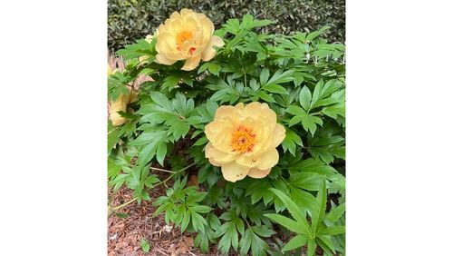 Peonies flower with little maintenance for several years, but in clay soil, the roots can get crowded, resulting in fewer blooms.
(Courtesy of Cathy Godwin)