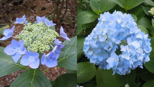These two flowers belong to shrubs in the same hydrangea species. The one with a few showy blooms around the outer edge of the flower is a "lacecap" flower form. The one with blooms covering the flower is a "mophead" flower form. (Walter Reeves for The Atlanta Journal-Constitution)
