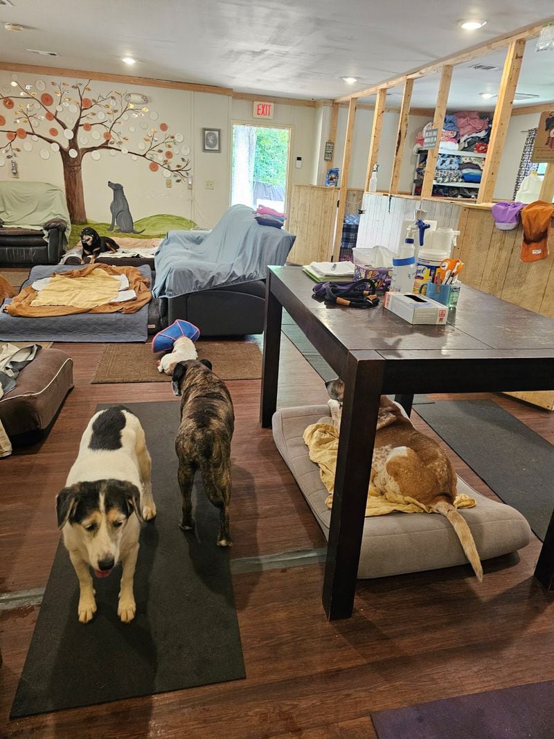 The living room of the 'Frankie' cabin where all the large dogs, around 15 of them, live. There is one huge communal living room where they can all congregate as well as four separate 'bedrooms', a 'quiet' room, and a covered sun porch. Everyone can find a quiet spot if they need one. Photo courtesy of Penny Miller