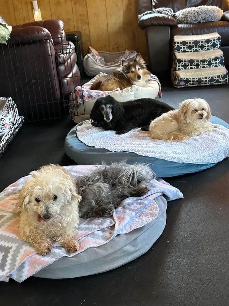 This is what life is like inside the 'Littles' cabin. The dogs love to cuddle up together when they nap. Photo courtesy of Penny Miller