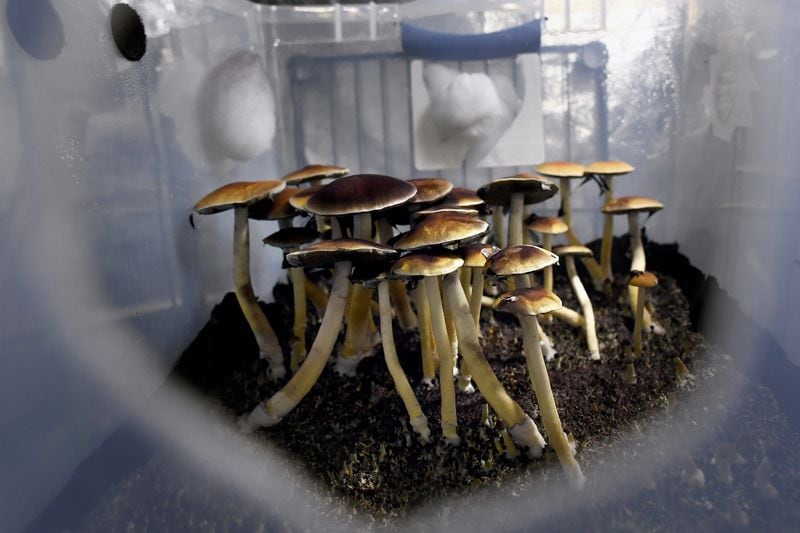 Mazatec psilocybin mushrooms ready for harvest in their growing tub on May 19, 2019, in Denver. (Joe Amon/The Denver Post/TNS)