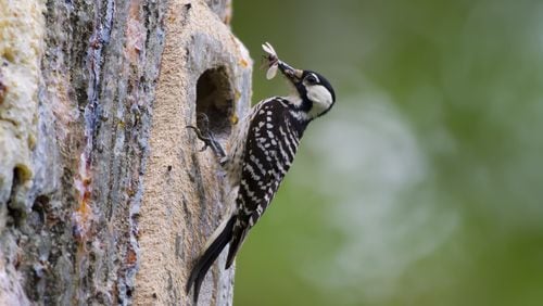 The red-cockaded woodpecker (shown here) is an endangered species due mostly to the loss of its preferred habitat, longleaf pine forest, over the past century. The term “cockaded” refers to a small red streak on each side of the male bird's head. 
(Courtesy of Mark Ramirez / U.S. Fish and Wildlife Service)