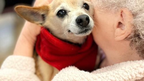Beautiful Chihuahua mix Adele works as a therapy dog at the Winder Adult Day Health where senior dogs from Frankie and Andy's Place have visited every week for seven years. Courtesy of Penny Miller
