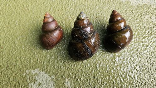 Invasive Chinese and Japanese mystery snails have been found in Lake Lanier, Georgia wildlife officials say, posing threats to humans and native wildlife.