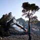 A pine tree is on fire during a forest fire in Keratea area, southeast of Athens, Greece, Sunday, June 30, 2024. Two large wildfires were burning Sunday near Greece's capital of Athens, and authorities sent emergency messages for some residents to evacuate and others to stay at home and close their windows to protect themselves from smoke. (AP Photo/Yorgos Karahalis)