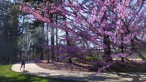 A runner travels past a tree in bloom at Brook Run Park on Tuesday, March 7, 2023, in Dunwoody, Ga.. Weather was sunny and warm in the high 70s on Tuesday. Jason Getz / Jason.Getz@ajc.com)

