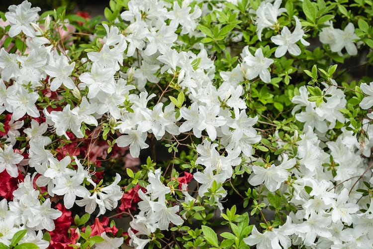 Azaleas are one of several flowers that are good to plant for spring when it's still cool.