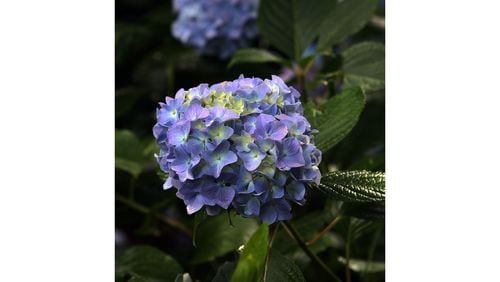 Nikko Blue is a popular variety of hydrangeas, and a healthy one is shown here. A reader is asking what's affecting the blooms on her Nikko Blue hydrangeas, and Walter Reeves thinks it's Botrytis blight. (Phil Skinner / AJC file photo)